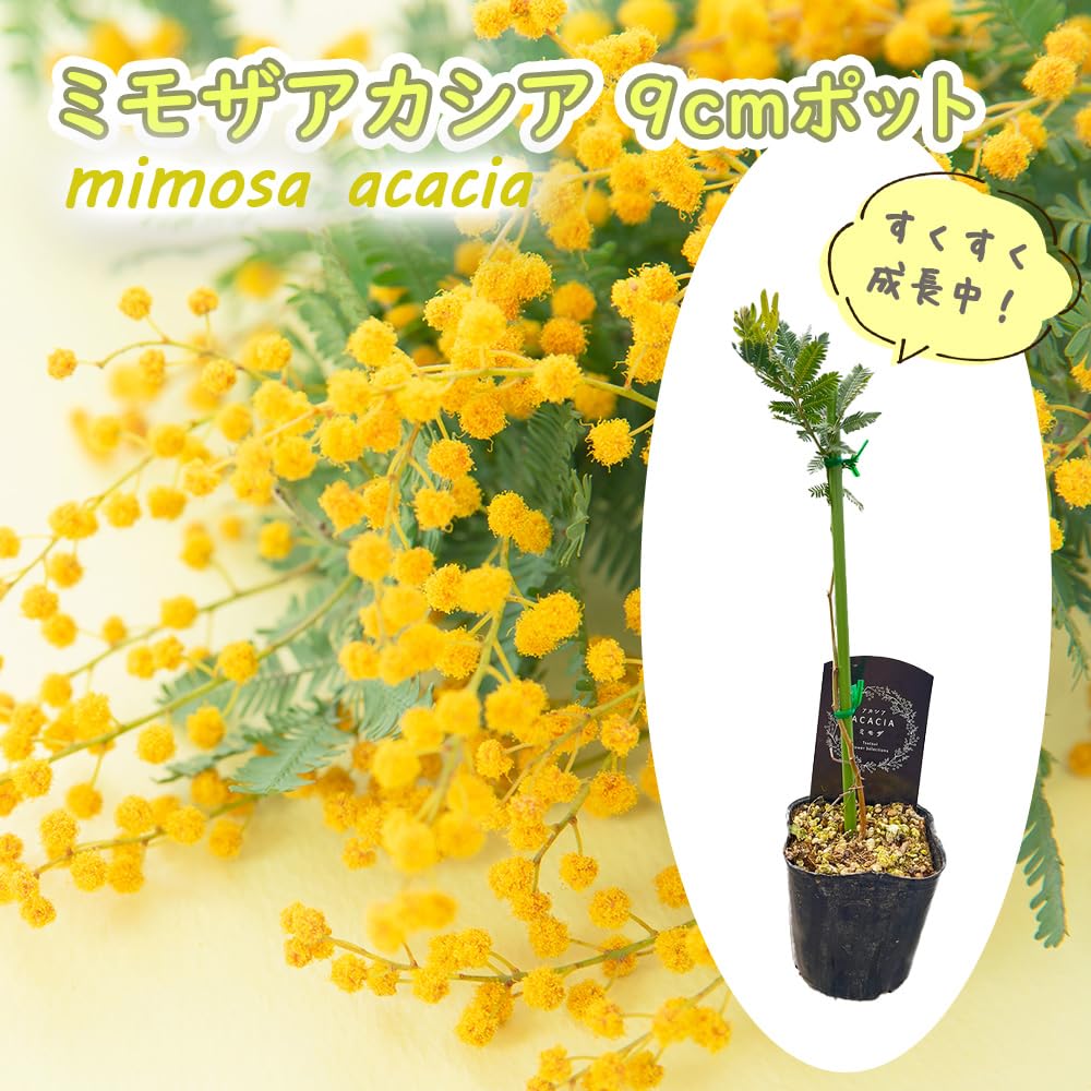 Amazon.co.jp: 【 ミモザアカシア 苗 苗木 】 9cmポット苗 樹高約20cm